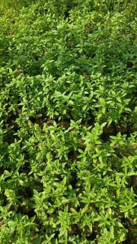 WhatsApp Image 2025-05-15 at 16.51.41_b33c381e