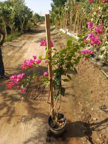 WhatsApp Image 2025-05-15 at 16.57.50_e613df89