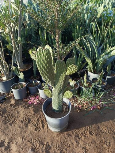 WhatsApp Image 2025-05-15 at 16.58.39_5665d83e